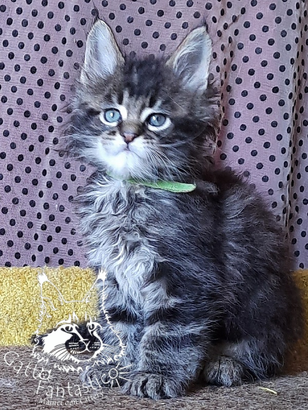 Gatto Fantastico Wasabi - Kitten maine-coon 1 month 3 weeks