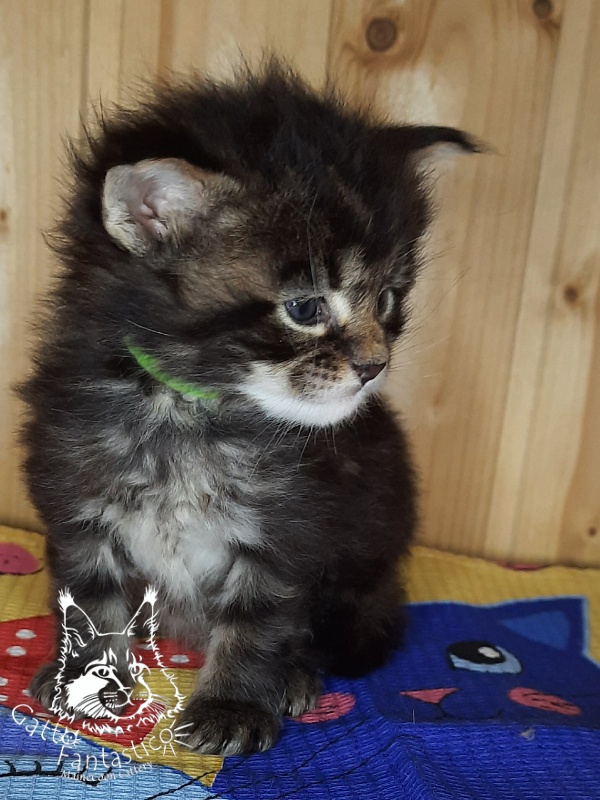 Gatto Fantastico Wasabi - Kitten maine-coon 3.5 weeks