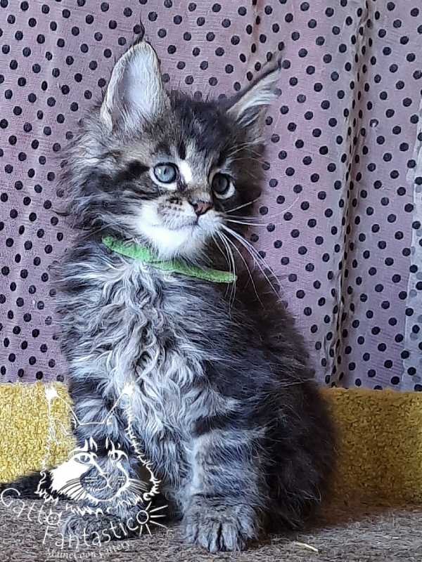 Gatto Fantastico Wasabi - Kitten maine-coon 1 month 3 weeks