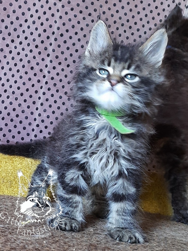 Gatto Fantastico Wasabi - Kitten maine-coon 1 month 3 weeks