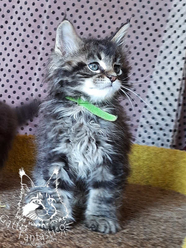 Gatto Fantastico Wasabi - Kitten maine-coon 1 month 3 weeks