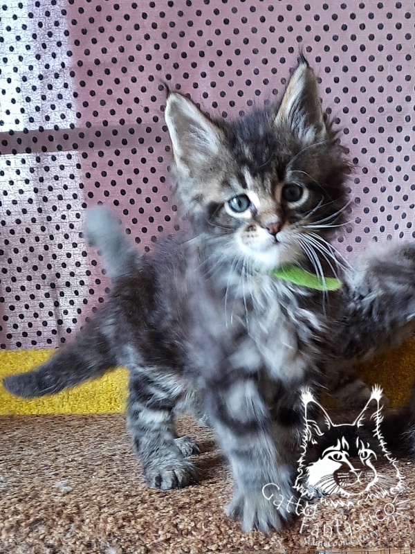Gatto Fantastico Wasabi - Kitten maine-coon 1 month 3 weeks