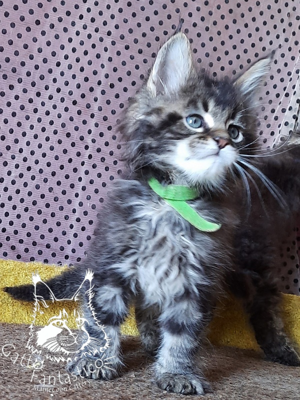 Gatto Fantastico Wasabi - Kitten maine-coon 1 month 3 weeks