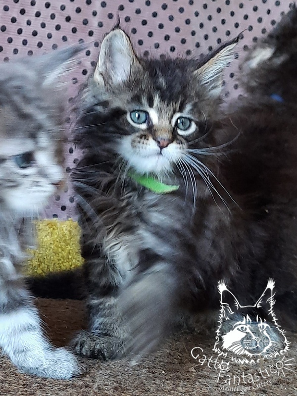 Gatto Fantastico Wasabi - Kitten maine-coon 1 month 3 weeks