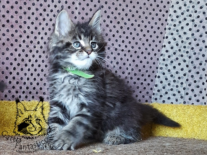 Gatto Fantastico Wasabi - Kitten maine-coon 1 month 3 weeks