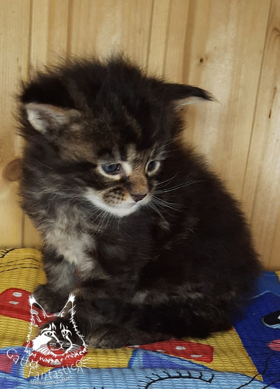 Gatto Fantastico Wasabi - Kitten maine-coon 3.5 weeks