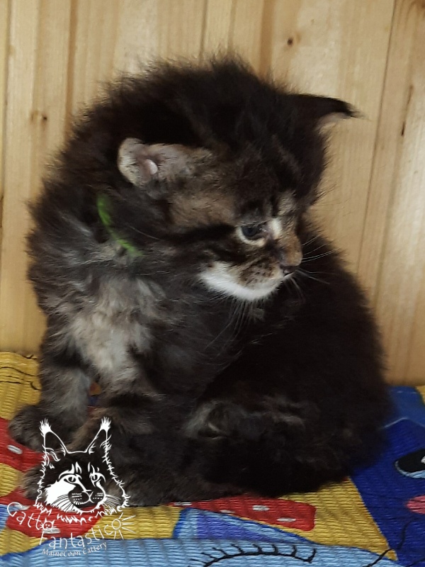Gatto Fantastico Wasabi - Kitten maine-coon 3.5 weeks