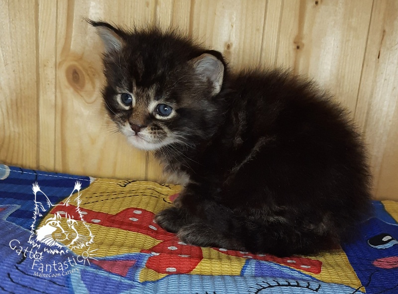 Gatto Fantastico Wasabi - Kitten maine-coon 3.5 weeks
