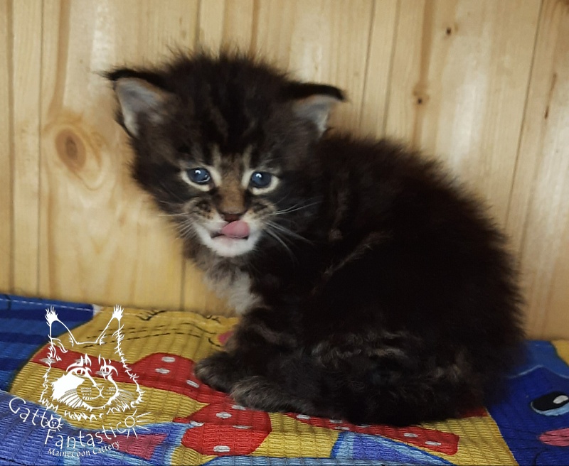 Gatto Fantastico Wasabi - Kitten maine-coon 3.5 weeks
