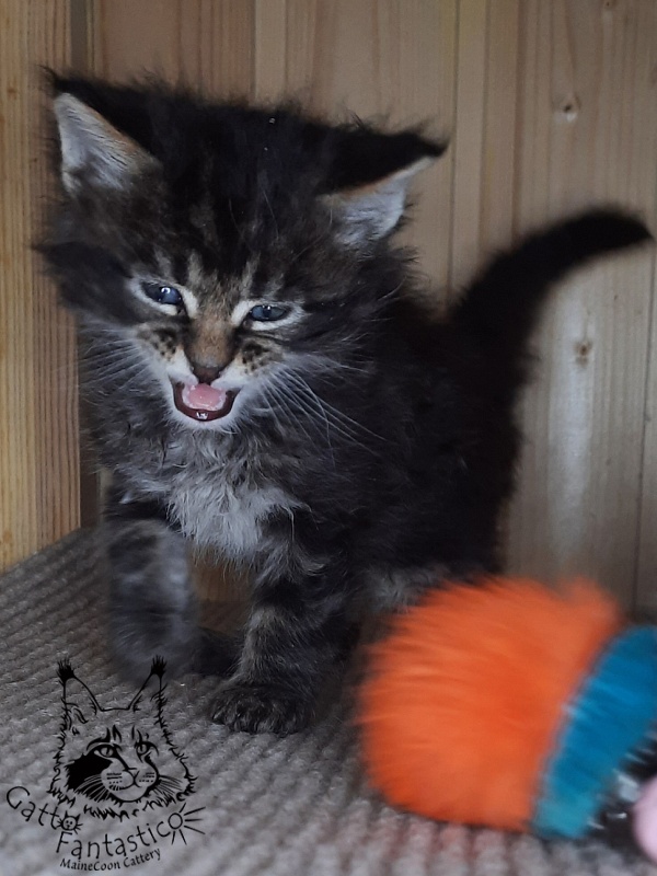 Gatto Fantastico Wasabi - Kitten maine-coon 1 month 0.5 weeks