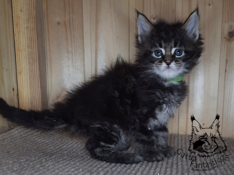Gatto Fantastico Wasabi - Kitten maine-coon 1 month 0.5 weeks