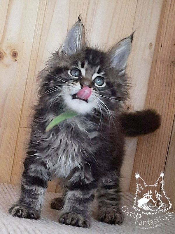 Gatto Fantastico Wasabi - Kitten maine-coon 1 month 4 weeks