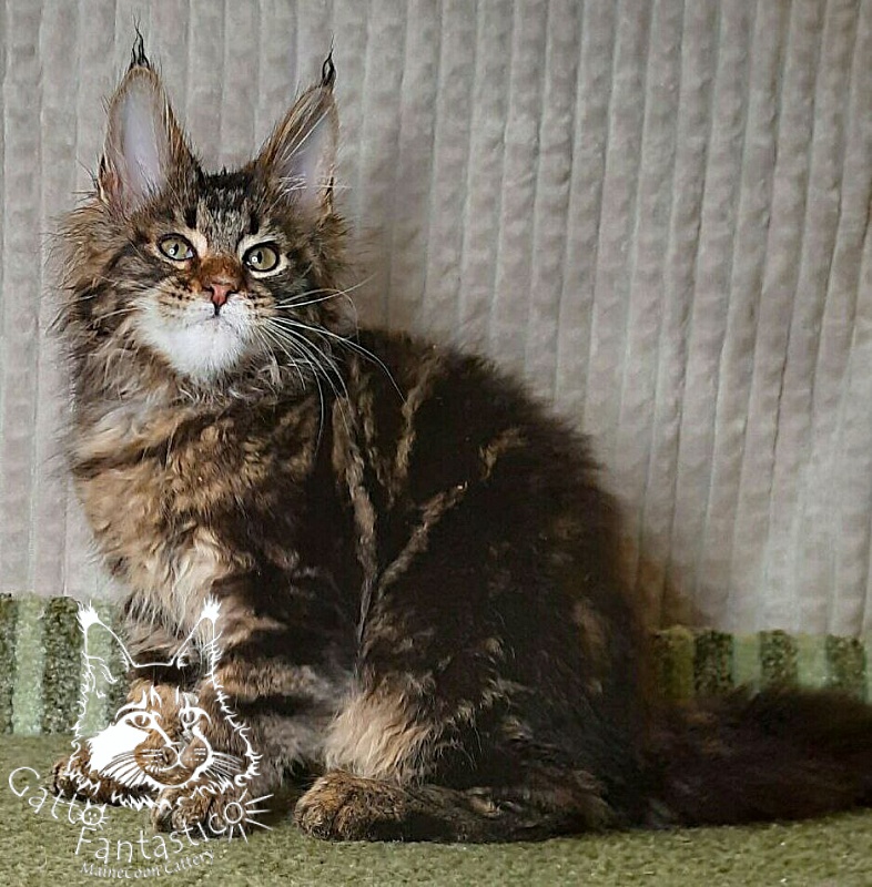 Gatto Fantastico Wasabi - Kitten maine-coon 3 months 0.5 weeks
