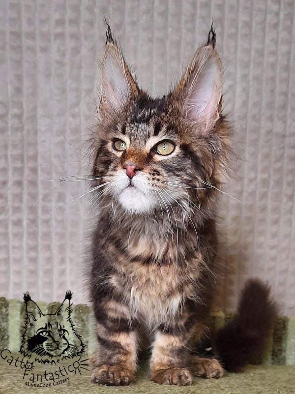 Gatto Fantastico Wasabi - Kitten maine-coon 3 months 0.5 weeks