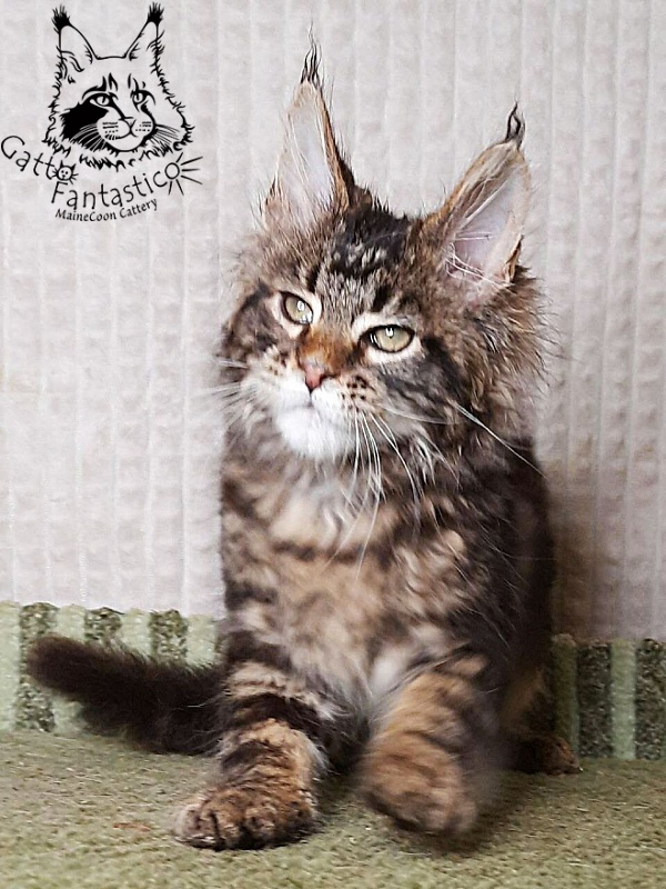 Gatto Fantastico Wasabi - Kitten maine-coon 3 months 0.5 weeks