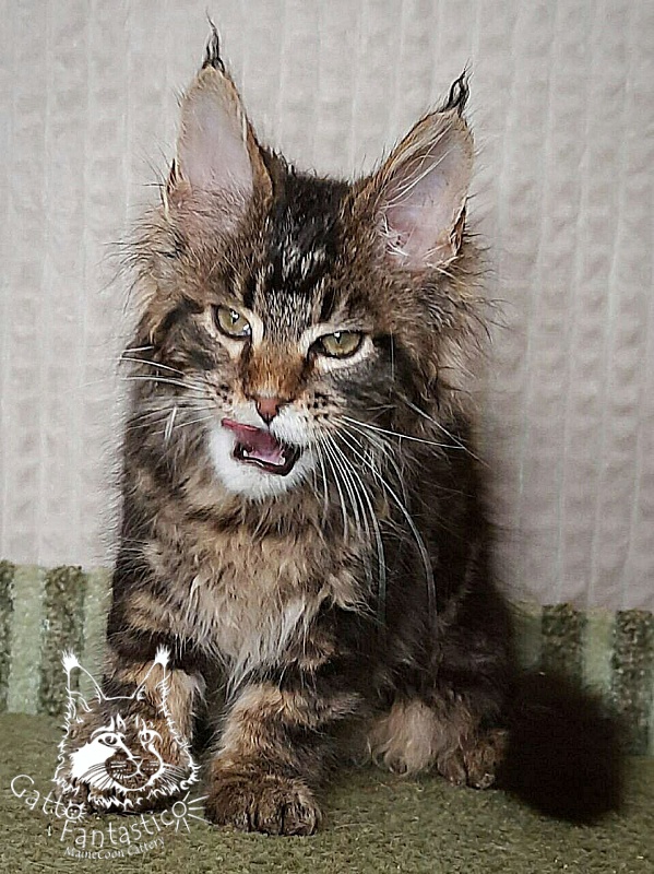 Gatto Fantastico Wasabi - Kitten maine-coon 3 months 0.5 weeks