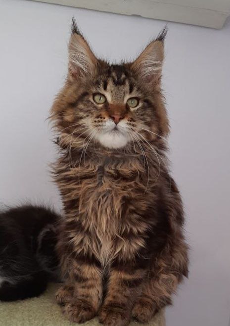 Gatto Fantastico Wasabi - Kitten maine-coon 4 months 4 weeks