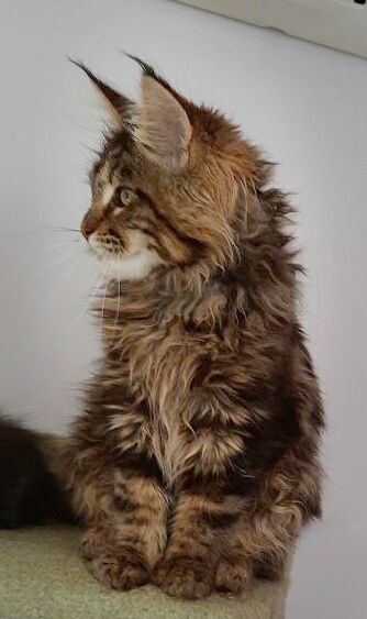 Gatto Fantastico Wasabi - Kitten maine-coon 4 months 4 weeks