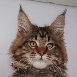 Gatto Fantastico Wasabi
