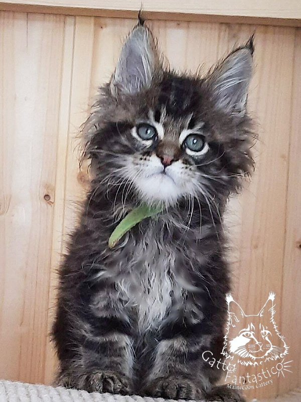 Gatto Fantastico Wasabi - Kitten maine-coon 1 month 4 weeks