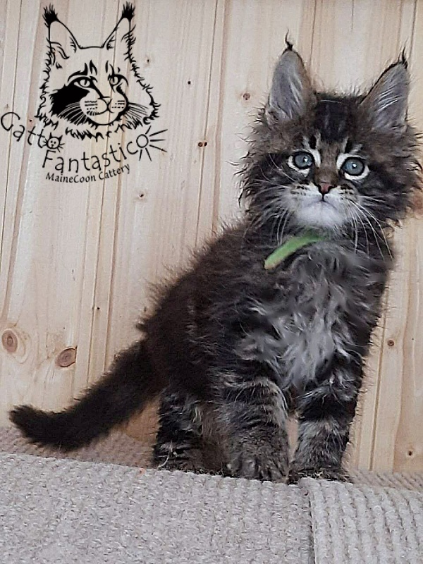 Gatto Fantastico Wasabi - Kitten maine-coon 1 month 4 weeks