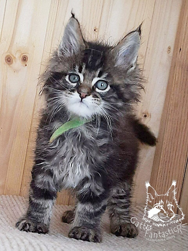 Gatto Fantastico Wasabi - Kitten maine-coon 1 month 4 weeks