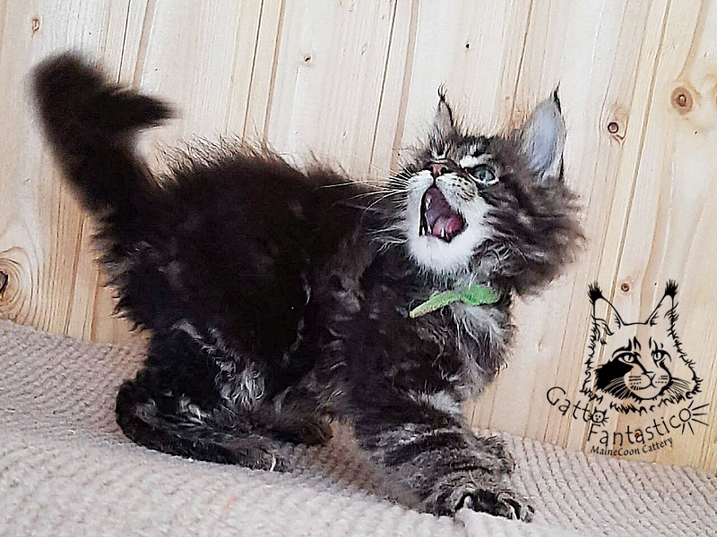 Gatto Fantastico Wasabi - Kitten maine-coon 1 month 4 weeks