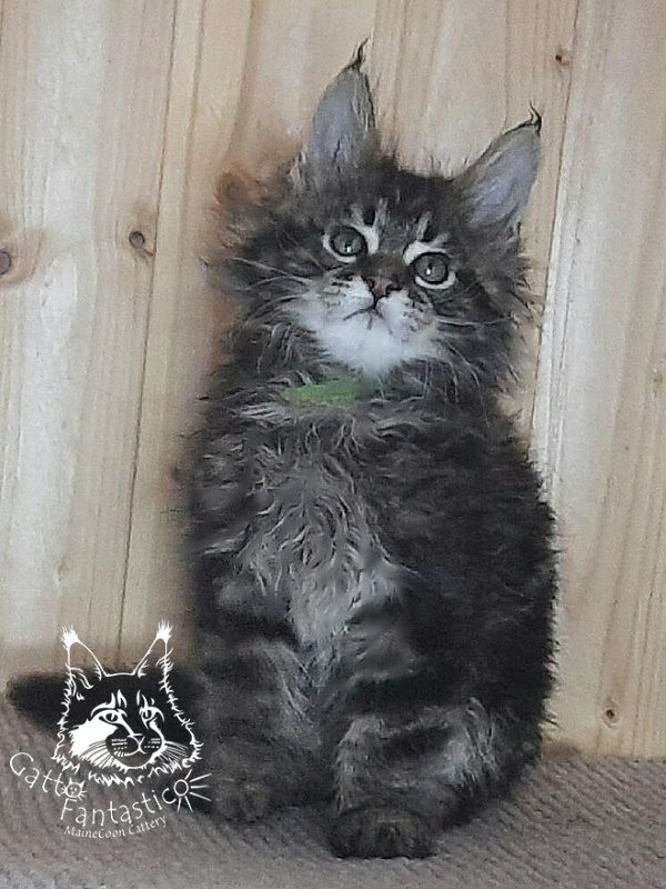 Gatto Fantastico Wasabi - Kitten maine-coon 2 months 0.5 weeks