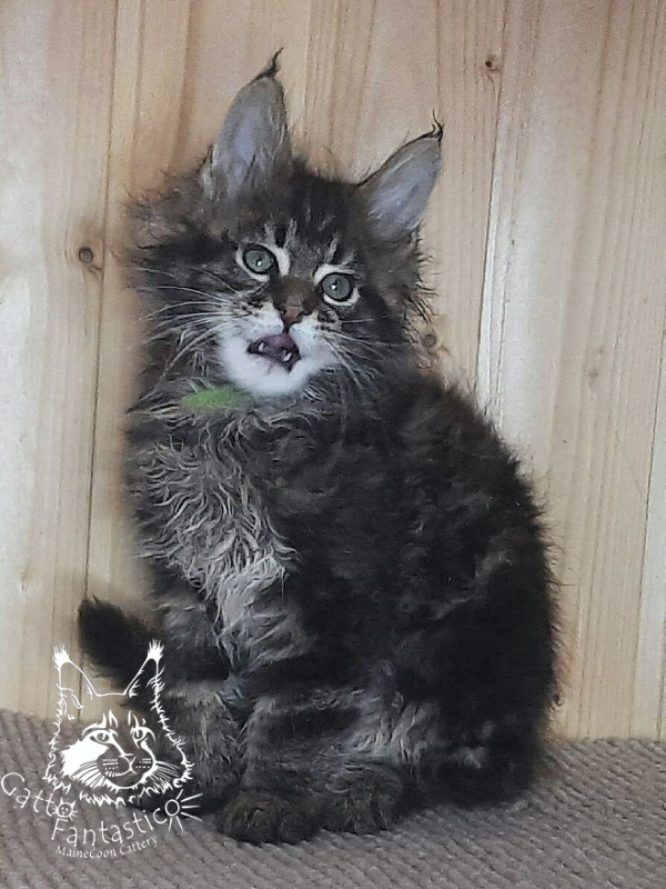Gatto Fantastico Wasabi - Kitten maine-coon 2 months 0.5 weeks