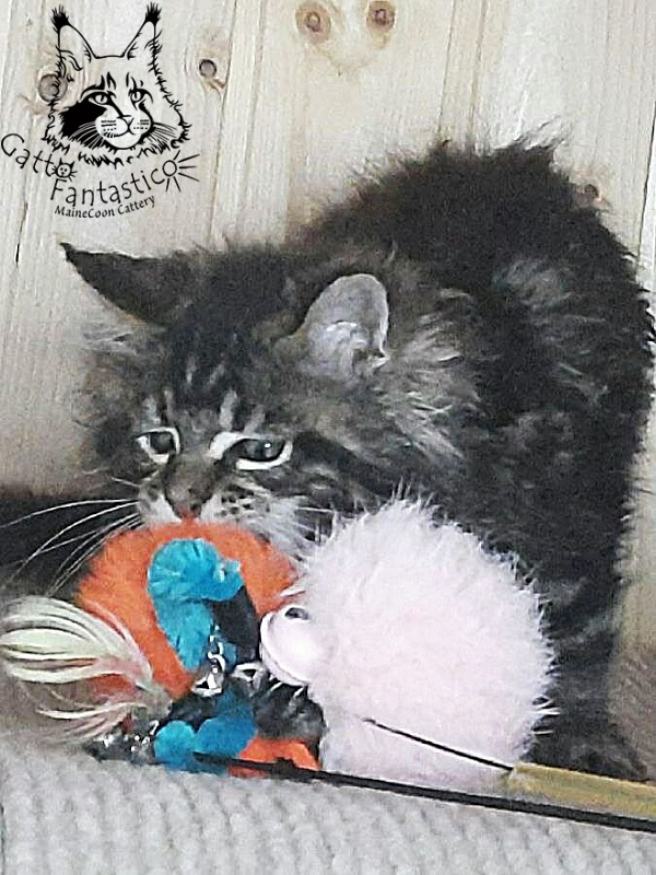 Gatto Fantastico Wasabi - Kitten maine-coon 2 months 0.5 weeks