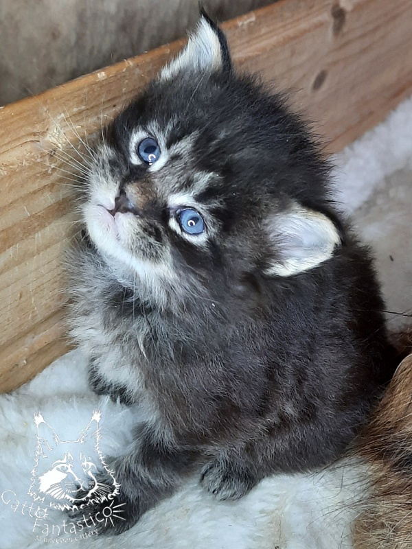Gatto Fantastico Wolfie - Кошеня мейн-кун 3,5 тижні