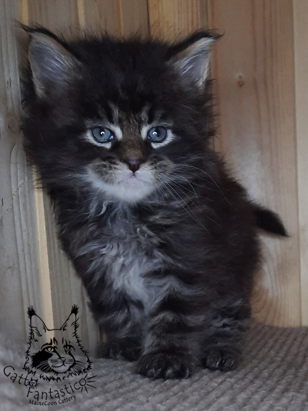 Gatto Fantastico Wolfie - Кошеня мейн-кун 1 місяць 0,5 тижнів