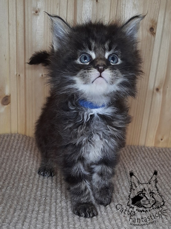 Gatto Fantastico Wolfie - Кошеня мейн-кун 1 місяць 0,5 тижнів