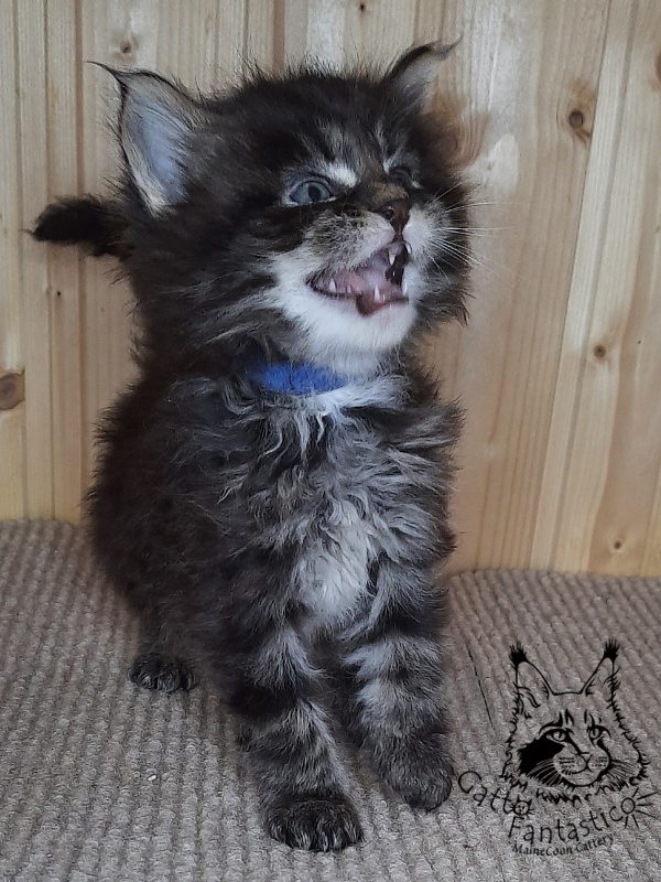 Gatto Fantastico Wolfie - Кошеня мейн-кун 1 місяць 0,5 тижнів