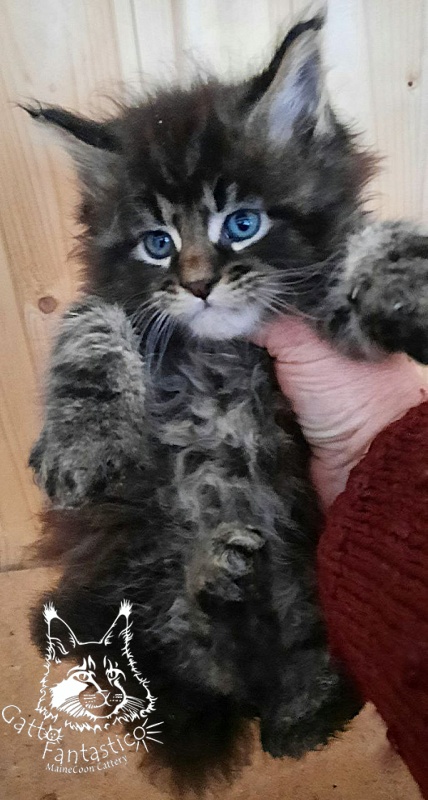 Gatto Fantastico Wolfie - Кошеня мейн-кун 1 місяць 2 тижні