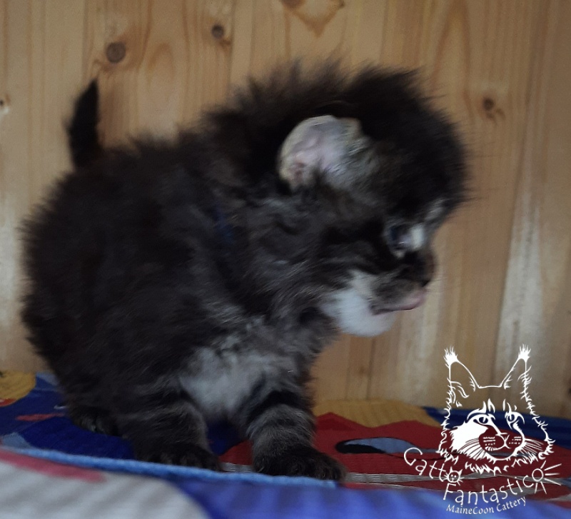 Gatto Fantastico Wolfie - Кошеня мейн-кун 3,5 тижні