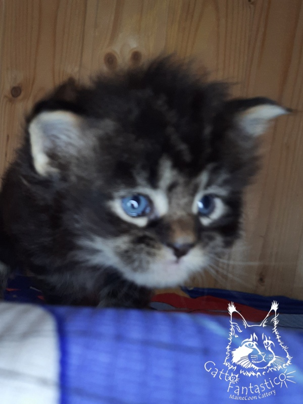 Gatto Fantastico Wolfie - Кошеня мейн-кун 3,5 тижні