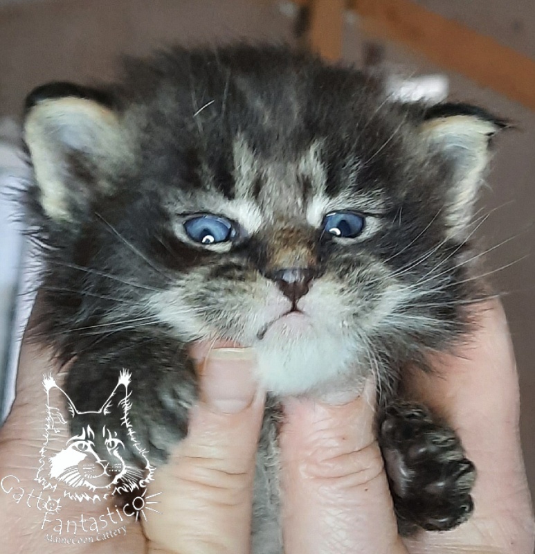 Gatto Fantastico Wolfie - Кошеня мейн-кун 3,5 тижні