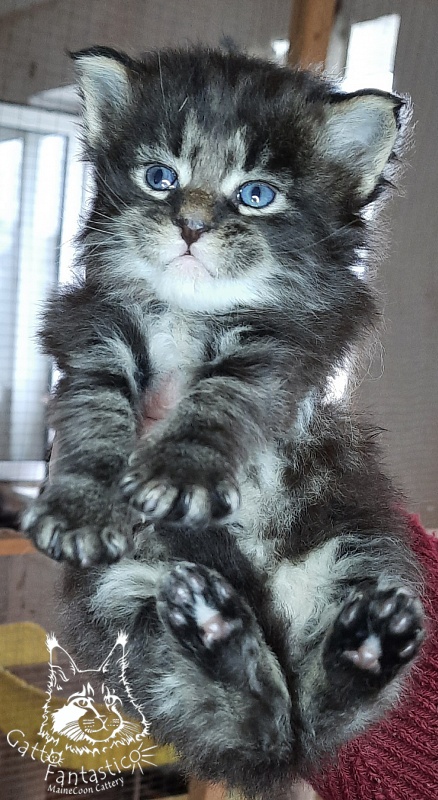 Gatto Fantastico Wolfie - Кошеня мейн-кун 3,5 тижні