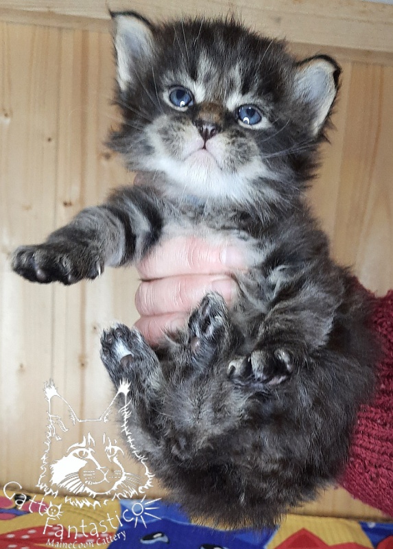 Gatto Fantastico Wolfie - Кошеня мейн-кун 3,5 тижні