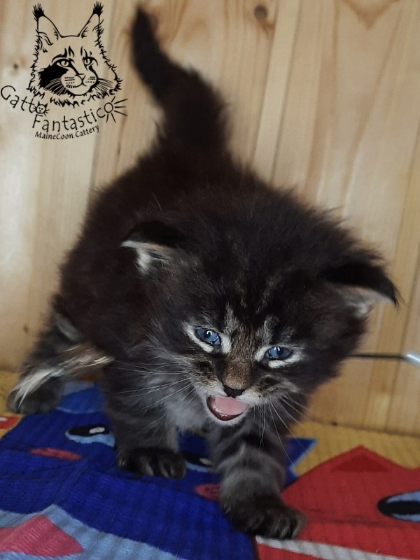 Gatto Fantastico Wolfie - Кошеня мейн-кун 3,5 тижні
