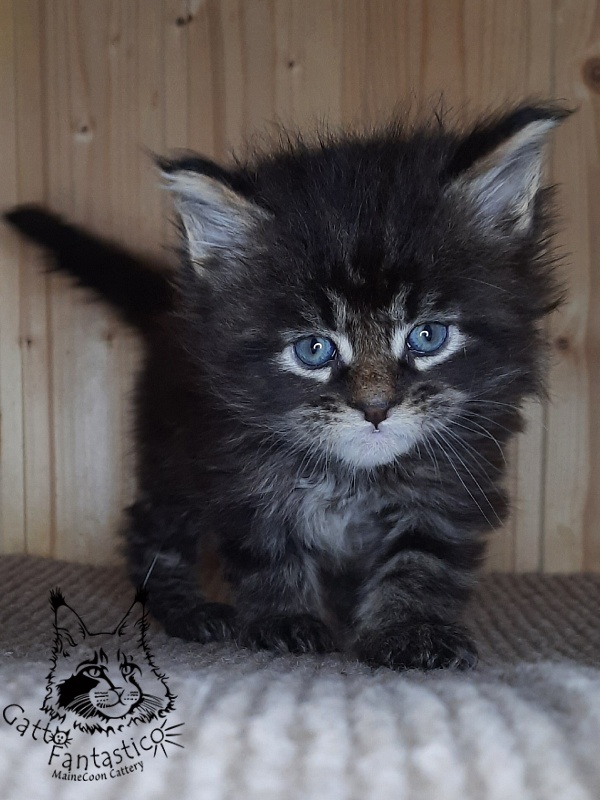 Gatto Fantastico Wolfie - Кошеня мейн-кун 1 місяць 0,5 тижнів
