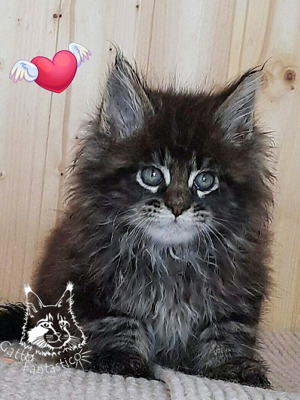 Gatto Fantastico Wolfie - Кошеня мейн-кун 1 місяць 4 тижні