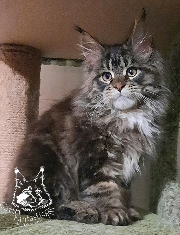 Gatto Fantastico Wolfie - Кошеня мейн-кун 3 місяця 0,5 тижнів