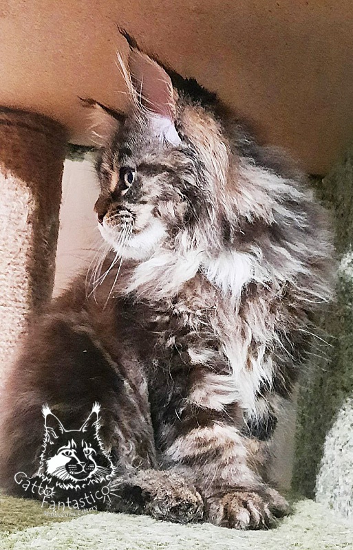 Gatto Fantastico Wolfie - Кошеня мейн-кун 3 місяця 0,5 тижнів