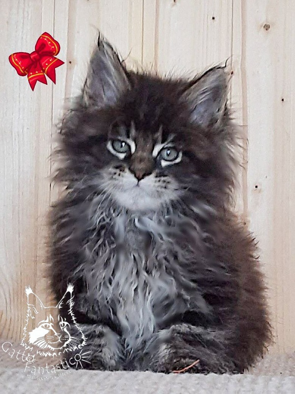 Gatto Fantastico Wolfie - Кошеня мейн-кун 1 місяць 4 тижні