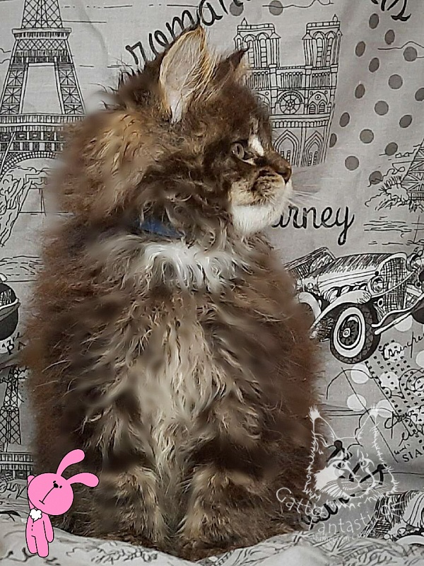 Gatto Fantastico Wolfie - Кошеня мейн-кун 2 місяця 0,5 тижнів