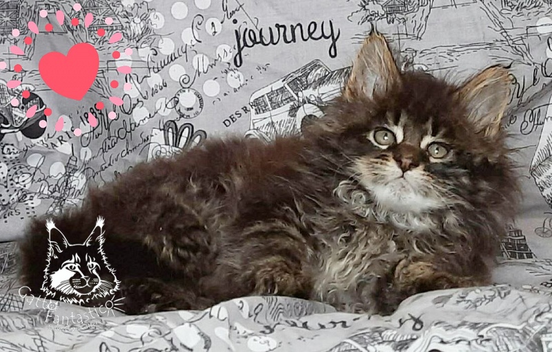 Gatto Fantastico Wolfie - Кошеня мейн-кун 2 місяця 0,5 тижнів