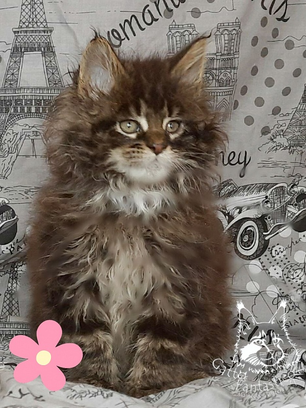 Gatto Fantastico Wolfie - Кошеня мейн-кун 2 місяця 0,5 тижнів