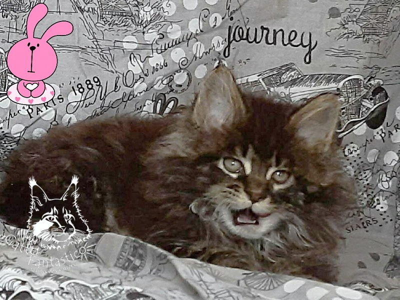 Gatto Fantastico Wolfie - Кошеня мейн-кун 2 місяця 0,5 тижнів